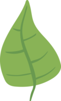 Leaf png graphic clipart design