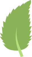 Leaf png graphic clipart design