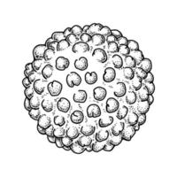 Hepatitis virus isolated on white background. Hand drawn realistic detailed scientifical vector illustration in sketch style