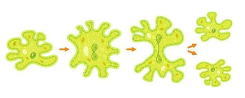 Amoeba binary fission infographic.Reproduction of simplest bacteria. Formation of unicellular organisms. vector