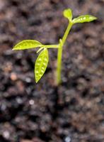 Bud leaves of young plant seeding in forest photo