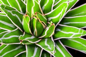 Primer plano de plantas suculentas, hojas frescas detalle de agave victoriae reginae foto