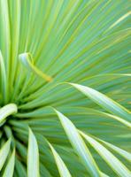 Planta de yuca suculenta de cerca, espina y detalle en hojas de yuca narrowleaf foto