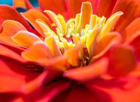 Vivid Orange color of Zinnia flower close-up shallow depth of field photo