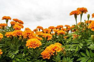 The marigolds field, vivid color flower photo