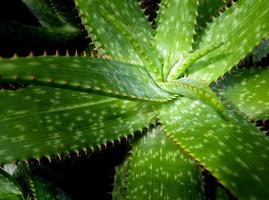 Primer plano de plantas suculentas, hojas frescas detalle de la planta de aloe foto