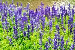 Flower bed of Blue Salvia, small blue flowers photo