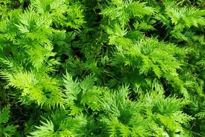 Freshness green of Selaginella involvens fern photo