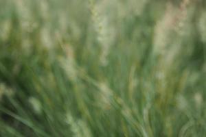 Blur grass flower as background photo