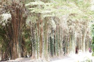 beautiful tree panorama as a background photo