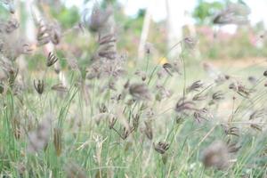 beautiful plant panorama as a background photo