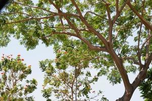 beautiful tree panorama as a background photo