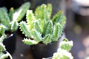 hermoso panorama vegetal como fondo foto