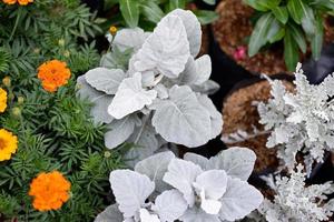 beautiful plant panorama as a background photo