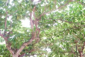 beautiful tree panorama as a background photo