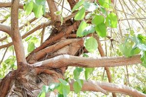 hermoso panorama de árboles como fondo foto