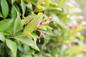 beautiful plant panorama as a background photo