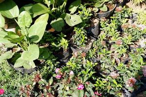 beautiful plant panorama as a background photo