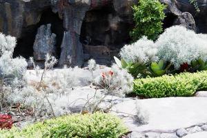 beautiful plant panorama as a background photo