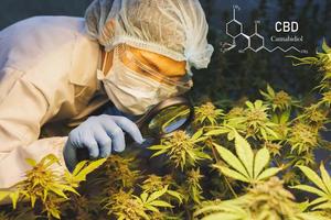 Marijuana research, Female scientist in a hemp field checking plants and flowers, alternative herbal medicine concept photo