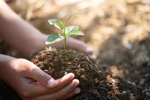 pequeñas plántulas que crecen en manos humanas, plantan árboles para reducir el calentamiento global, conservación de bosques, día mundial del medio ambiente. foto