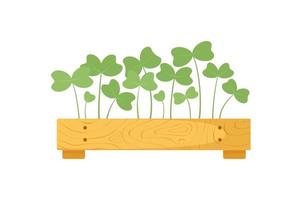 Organic microgreens in wooden box for seedlings. Useful natural greens, seedlings. Healthy food, vitamins. Home gardening, home growing vegetables. Vector illustration on white background