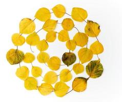 round wreath of yellow dried apricot leaves on a white background photo