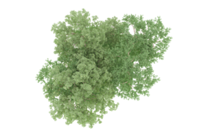 forêt réaliste isolée sur fond transparent. rendu 3d - illustration png