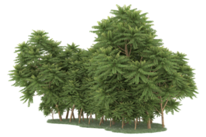 Realistic forest isolated on transparent background. 3d rendering - illustration png