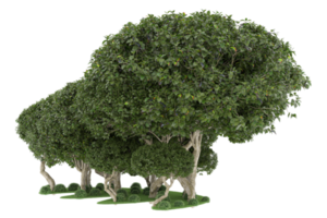 forêt réaliste isolée sur fond transparent. rendu 3d - illustration png