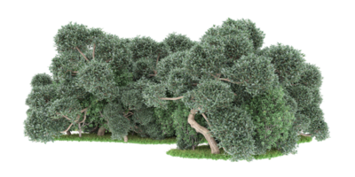 realistico foresta isolato su trasparente sfondo. 3d interpretazione - illustrazione png