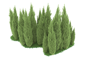 floresta realista isolada em fundo transparente. renderização 3D - ilustração png