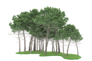 Realistic forest isolated on transparent background. 3d rendering - illustration png