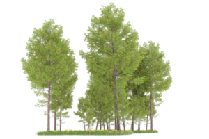 Realistic forest isolated on transparent background. 3d rendering - illustration png