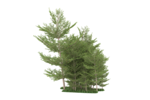 floresta realista isolada em fundo transparente. renderização 3D - ilustração png