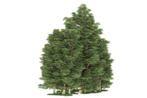 forêt réaliste isolée sur fond transparent. rendu 3d - illustration png