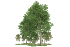 Realistic forest isolated on transparent background. 3d rendering - illustration png