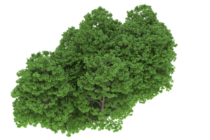 floresta realista isolada em fundo transparente. renderização 3D - ilustração png