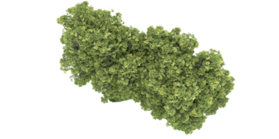 Realistic forest isolated on transparent background. 3d rendering - illustration png