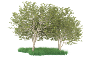 Realistic forest isolated on transparent background. 3d rendering - illustration png