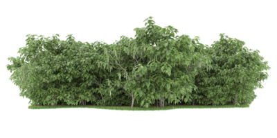 Realistic forest isolated on transparent background. 3d rendering - illustration png