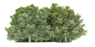 Realistic forest isolated on transparent background. 3d rendering - illustration png