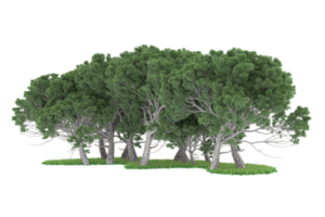 realistico foresta isolato su trasparente sfondo. 3d interpretazione - illustrazione png