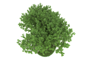 forêt réaliste isolée sur fond transparent. rendu 3d - illustration png