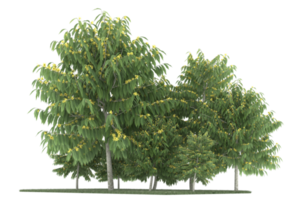 realistico foresta isolato su trasparente sfondo. 3d interpretazione - illustrazione png