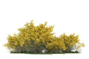 Realistic forest isolated on transparent background. 3d rendering - illustration png