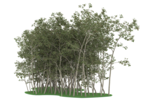 forêt réaliste isolée sur fond transparent. rendu 3d - illustration png