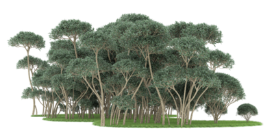 floresta realista isolada em fundo transparente. renderização 3D - ilustração png