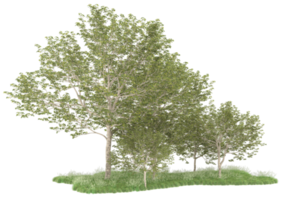 Realistic forest isolated on transparent background. 3d rendering - illustration png