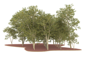 Realistic forest isolated on transparent background. 3d rendering - illustration png